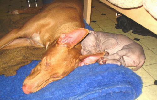 pharaoh hound