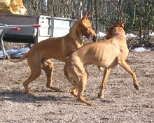 pharaoh hound