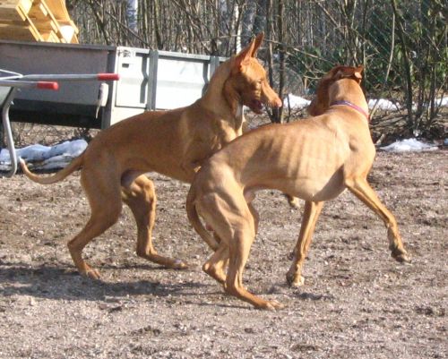 pharaoh hound