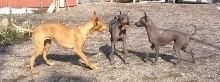 pharaoh hound