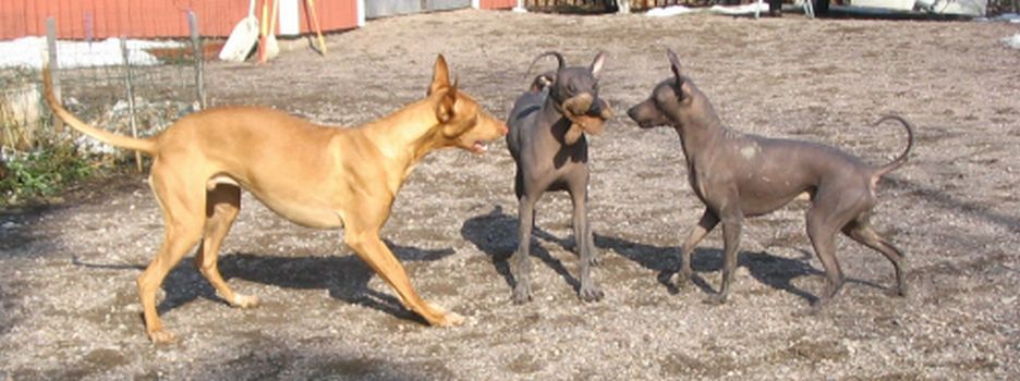 pharaoh hound