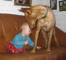 pharaoh hound