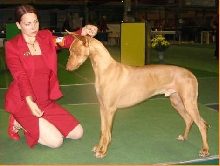 pharaoh hound
