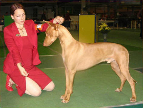pharaoh hound