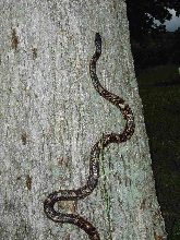 Going up a tree