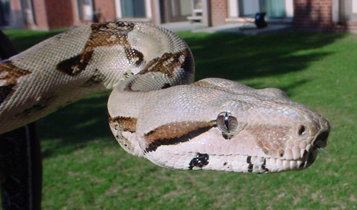new boa head