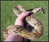 new boa on hand