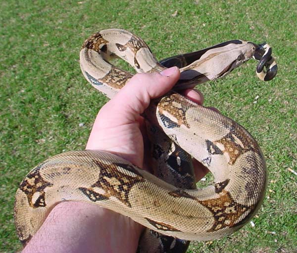 new boa on hand