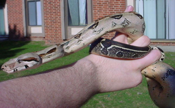 new boa on hand b