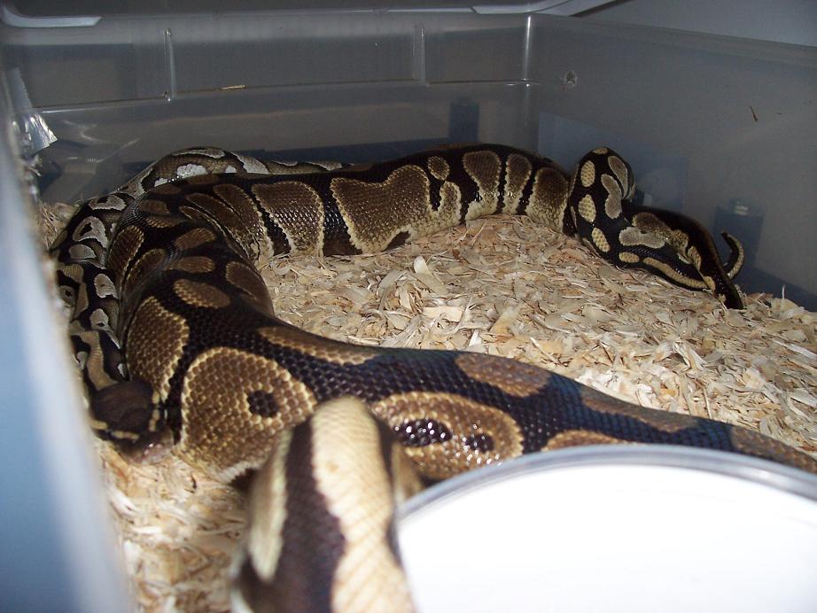 Mojo X Normal