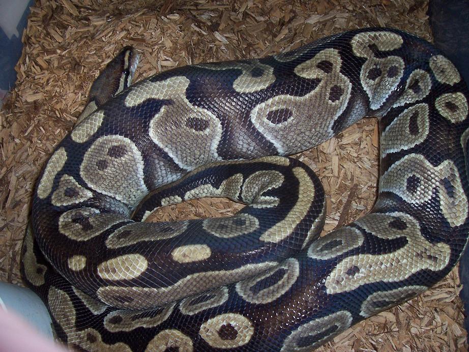Circleback Ovulating