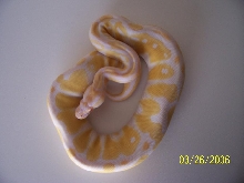 albino female1