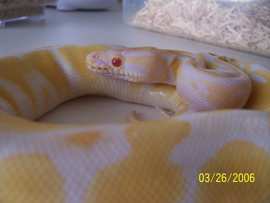 albino female2