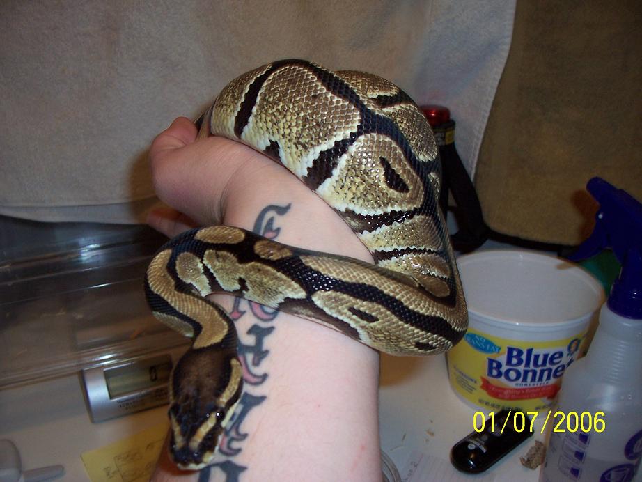 hi-yellow female 2