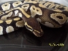 mojo male 1