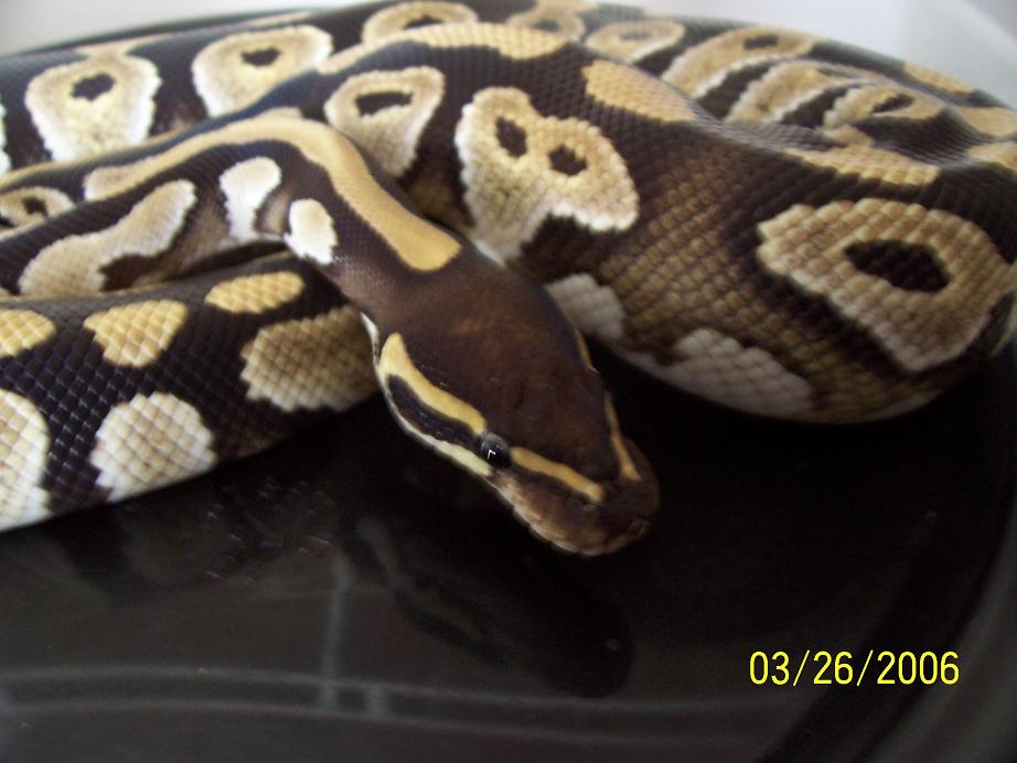 mojo male 1