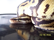 pastel male 4