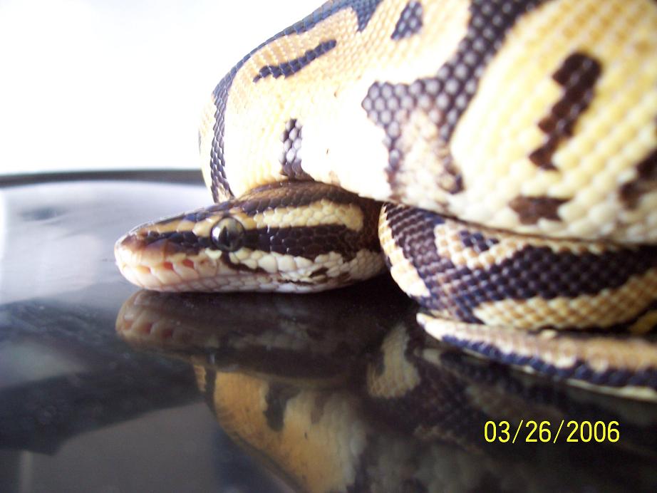 pastel male 4
