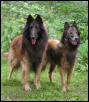 Zeus de Sincfal and Charlote Hvezdna Laguna