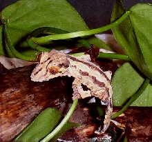 striped henkeli