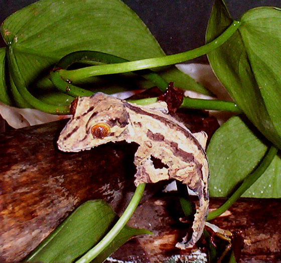 striped henkeli