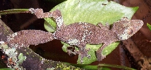 female sikorae