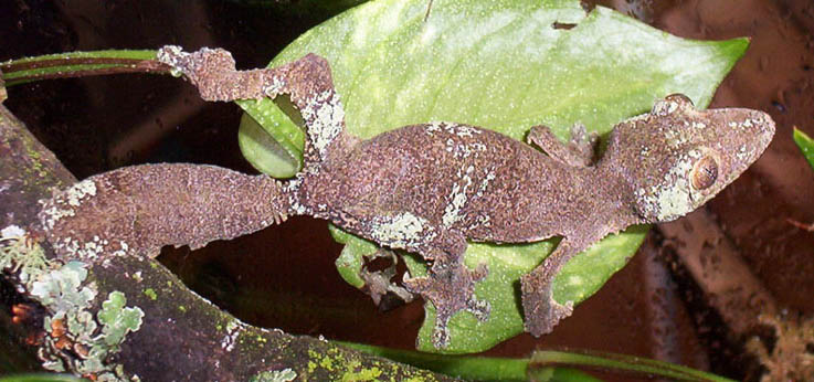 female sikorae