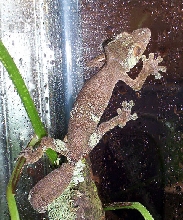 female sikorae 2
