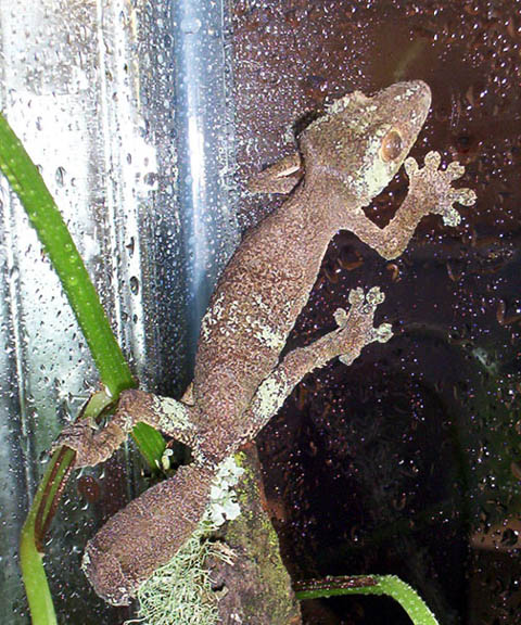 female sikorae 2