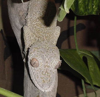 henkeli