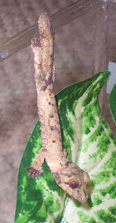 baby henkeli 9/04