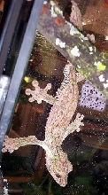 male sikorae