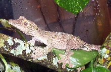 male sikorae 2