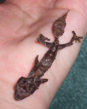 CBB Uroplatus phantasticus #2