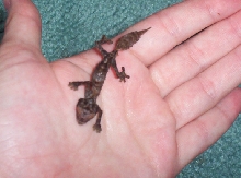 CBB Uroplatus phantasticus #2