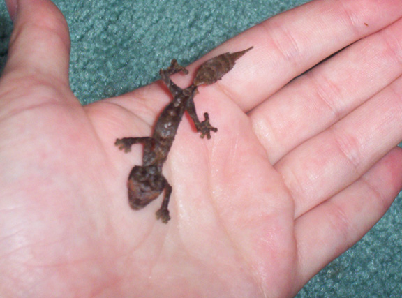 CBB Uroplatus phantasticus #2