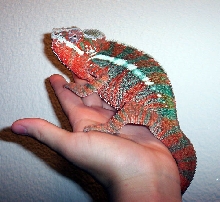 Panther Chameleon