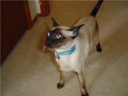 Mieko