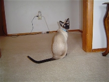 Mieko