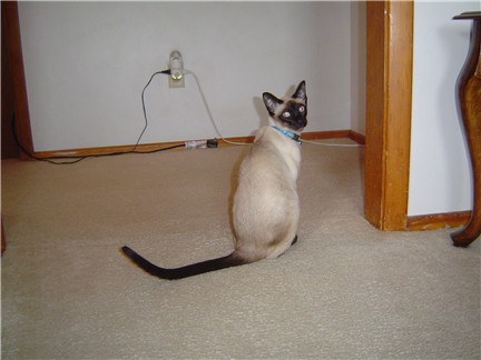 Mieko