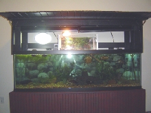Open Canopy with basking area