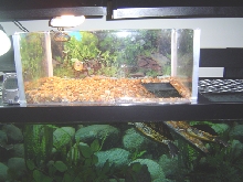 Above Tank Basking Area