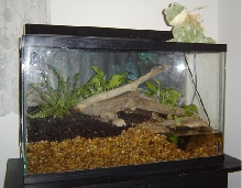 Fowler's Toad 29 gallon vivarium