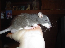Guiness (40 days old!)