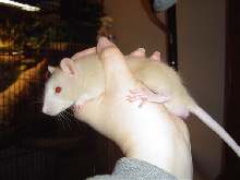 Bud (40 days old!)