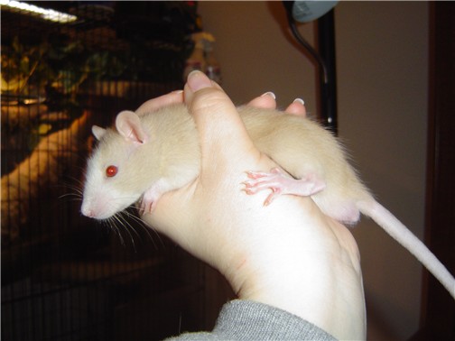 Bud (40 days old!)