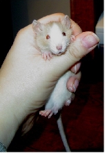Bud