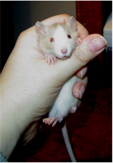 Bud