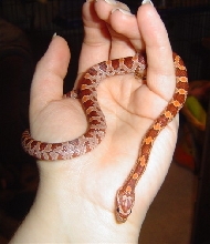Egan