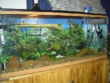 55 gallon Setup